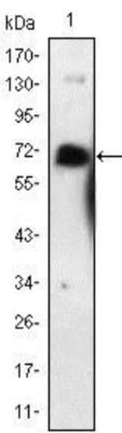 NGFR/TNFRSF16/p75NTR Antibody (2F1C2) - BSA Free, Novus Biologicals 0.1mL;