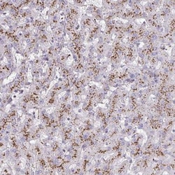 NGL-3/LRRC4B/LRCH4B Antibody, Novus Biologicals 25 &mu;L, Unlabeled:Antibodies,