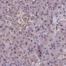 NGL-3/LRRC4B/LRCH4B Antibody, Novus Biologicals 25 &mu;L, Unlabeled:Antibodies,