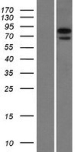 Novus Biologicals&trade;&nbsp;NGLY1 Overexpression Lysate