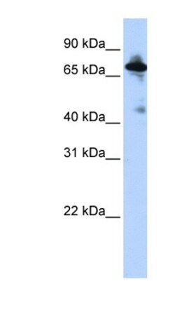 NHE8 Antibody, Novus Biologicals:Antibodies:Primary Antibodies