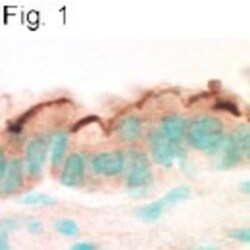 NHERF-1 Antibody, Novus Biologicals 0.1mg; Unlabeled:Antibodies, Polyclonal