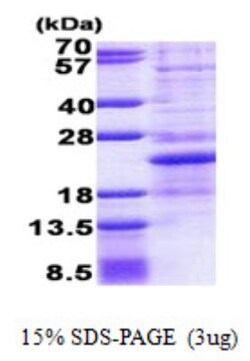 Novus Biologicals&trade;&nbsp;Recombinant Human NHLH1 His Protein