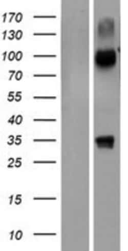Novus Biologicals&trade;&nbsp;NHLRC3 Overexpression Lysate