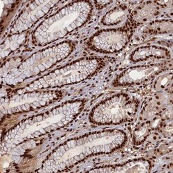NHN1 Antibody, Novus Biologicals:Antibodies:Primary Antibodies