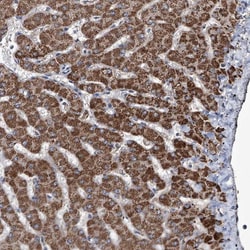 NHS Antibody, Novus Biologicals 0.1mL; Unlabeled:Antibodies, Polyclonal