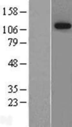 Novus Biologicals&trade;&nbsp;Niban Overexpression Lysate