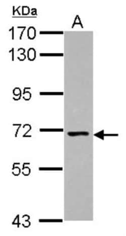 Nicalin Antibody, Novus Biologicals 0.1 mL | Buy Online | Novus Biologicals | Fisher Scientific