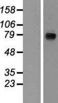 Novus Biologicals&trade;&nbsp;Nicastrin Overexpression Lysate