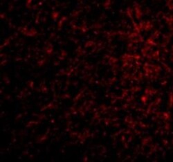 Nicastrin Antibody - BSA Free, Novus Biologicals 0.1mg; Unlabeled:Antibodies,