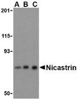 Nicastrin Antibody - BSA Free, Novus Biologicals 0.1mg; Unlabeled:Antibodies,