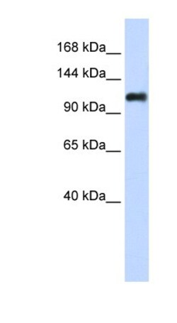 Nidogen-2 Antibody, Novus Biologicals:Antibodies:Primary Antibodies