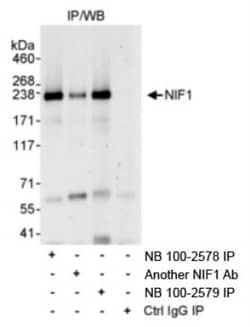 NIF1 Antibody, Novus Biologicals 0.1mg; Unlabeled:Antibodies, Polyclonal