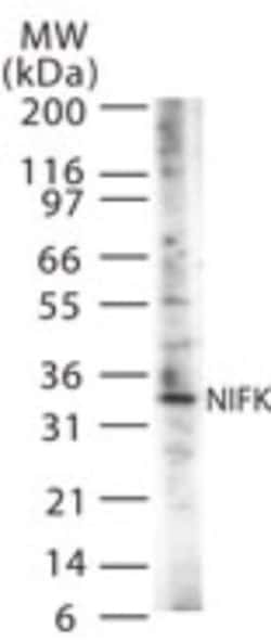 NIFK Antibody, Novus Biologicals 0.05mL; Unlabeled:Antibodies, Polyclonal
