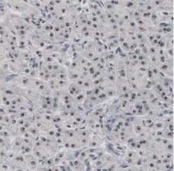 NIFK Antibody (CL2237), Novus Biologicals:Antibodies:Primary Antibodies