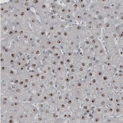 NIFK Antibody (CL2237), Novus Biologicals:Antibodies:Primary Antibodies
