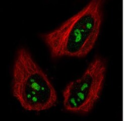 NIFK Antibody (CL2240), Novus Biologicals:Antibodies:Primary Antibodies