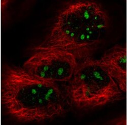 NIFK Antibody (CL2240), Novus Biologicals:Antibodies:Primary Antibodies