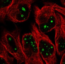 NIFK Antibody (CL2240), Novus Biologicals:Antibodies:Primary Antibodies