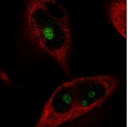 NIFK Antibody (CL2240), Novus Biologicals:Antibodies:Primary Antibodies