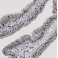 NIFK Antibody (CL2240), Novus Biologicals:Antibodies:Primary Antibodies