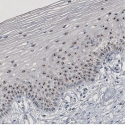 NIFK Antibody (CL2240), Novus Biologicals:Antibodies:Primary Antibodies