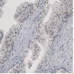 NIFK Antibody (CL2240), Novus Biologicals:Antibodies:Primary Antibodies