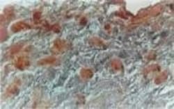 NIFK Antibody, Novus Biologicals 0.05mL; Unlabeled:Antibodies, Polyclonal