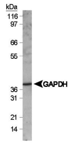Novus Biologicals™ NIH 3T3 Whole Cell Lysate