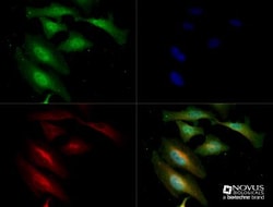 NIK/MAP3K14 Antibody, Novus Biologicals:Antibodies:Primary Antibodies