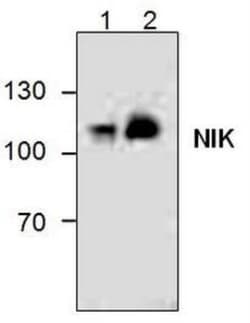 NIK/MAP3K14 Rabbit anti-Human, Mouse, Rat, Canine, Equine, Hamster, Polyclonal,