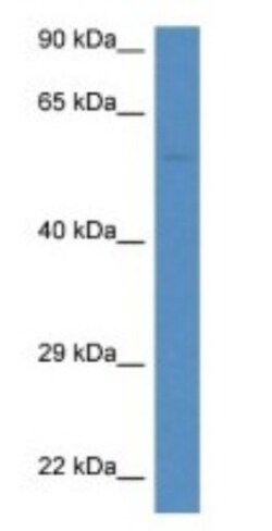NIP Antibody, Novus Biologicals:Antibodies:Primary Antibodies