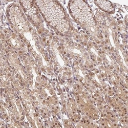 NIP30 Antibody, Novus Biologicals 25 &mu;L, Unlabeled:Antibodies, Polyclonal