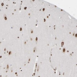 NIPA Antibody, Novus Biologicals 25 &mu;L; Unlabeled:Antibodies, Polyclonal
