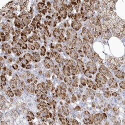 NIPAL1 Antibody, Novus Biologicals:Antibodies:Primary Antibodies