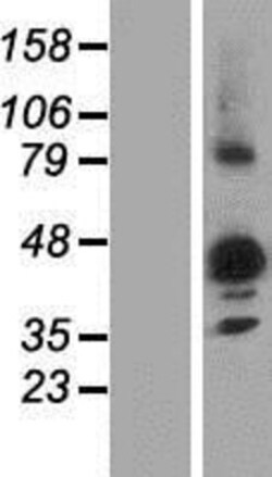 Novus Biologicals&trade;&nbsp;NIPAL3 Overexpression Lysate