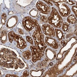 NIPAL3 Antibody, Novus Biologicals:Antibodies:Primary Antibodies