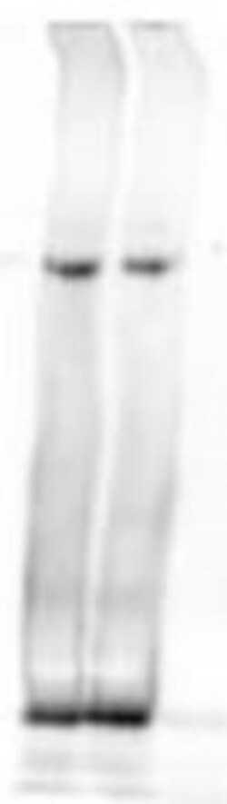 NIPBL Antibody, Novus Biologicals 0.1mg; Unlabeled:Antibodies, Polyclonal