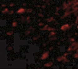 NIPSNAP3A Antibody - BSA Free, Novus Biologicals 0.1mg; Unlabeled:Antibodies,