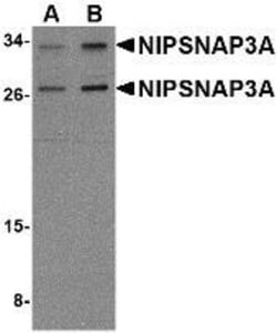 NIPSNAP3A Antibody - BSA Free, Novus Biologicals 0.1mg; Unlabeled:Antibodies,