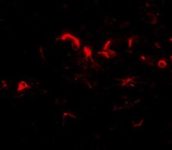 NIPSNAP3B Antibody - BSA Free, Novus Biologicals 0.025 mg, Unconjugated:Antibodies,