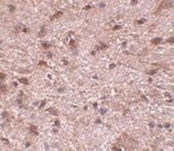 NIPSNAP3B Antibody - BSA Free, Novus Biologicals 0.025 mg, Unconjugated:Antibodies,