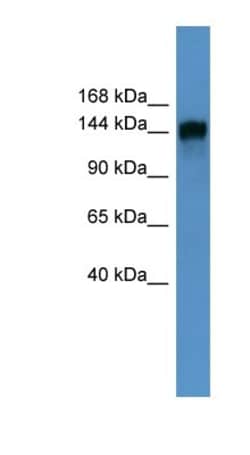 NIR2 Antibody, Novus Biologicals:Antibodies:Primary Antibodies