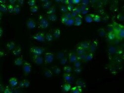 Nitrilase 1 Antibody (OTI3A11), Novus Biologicals 0.1mL; Unlabeled:Antibodies,