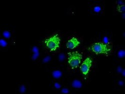 Nitrilase 1 Antibody (OTI3A11), Novus Biologicals 0.1mL; Unlabeled:Antibodies,
