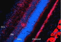Nitrotyrosine Antibody (39B6), Novus Biologicals 0.1mg; Unlabeled:Antibodies,