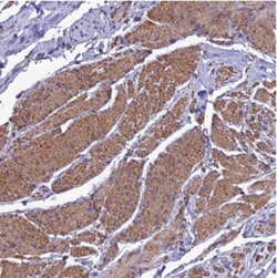 NKD1 Antibody, Novus Biologicals:Antibodies:Primary Antibodies