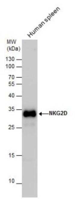 NKG2D/CD314 Antibody, Novus Biologicals 0.1mL:Antibodies, Polyclonal