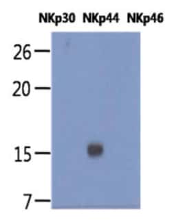 NKp44/NCR2 Antibody (1G6) - BSA Free, Novus Biologicals 100 &mu;L | Buy Online | Novus Biologicals | Fisher Scientific