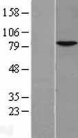 Novus Biologicals&trade;&nbsp;NKRF Overexpression Lysate